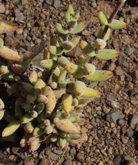 Crassula subaphylla subaphylla