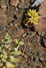 Crassula subaphylla subaphylla