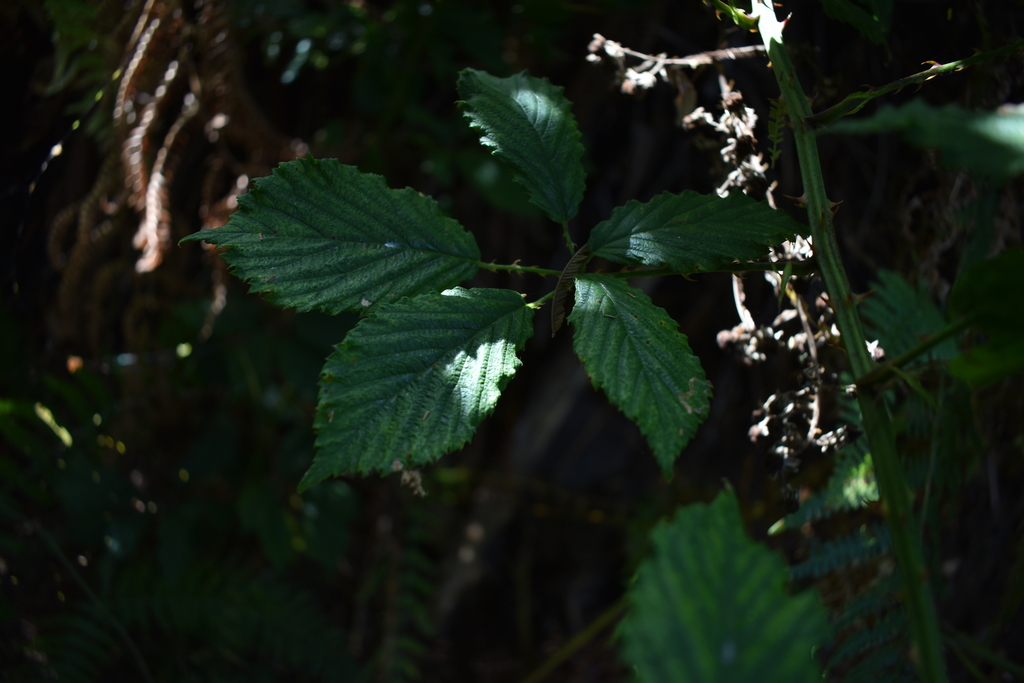 elmleaf blackberry from 9230 Santana, Portugal on September 03, 2021 at
