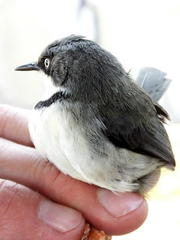 Apalis thoracica claudei