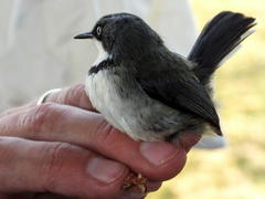 Apalis thoracica claudei