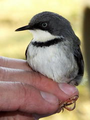 Apalis thoracica claudei