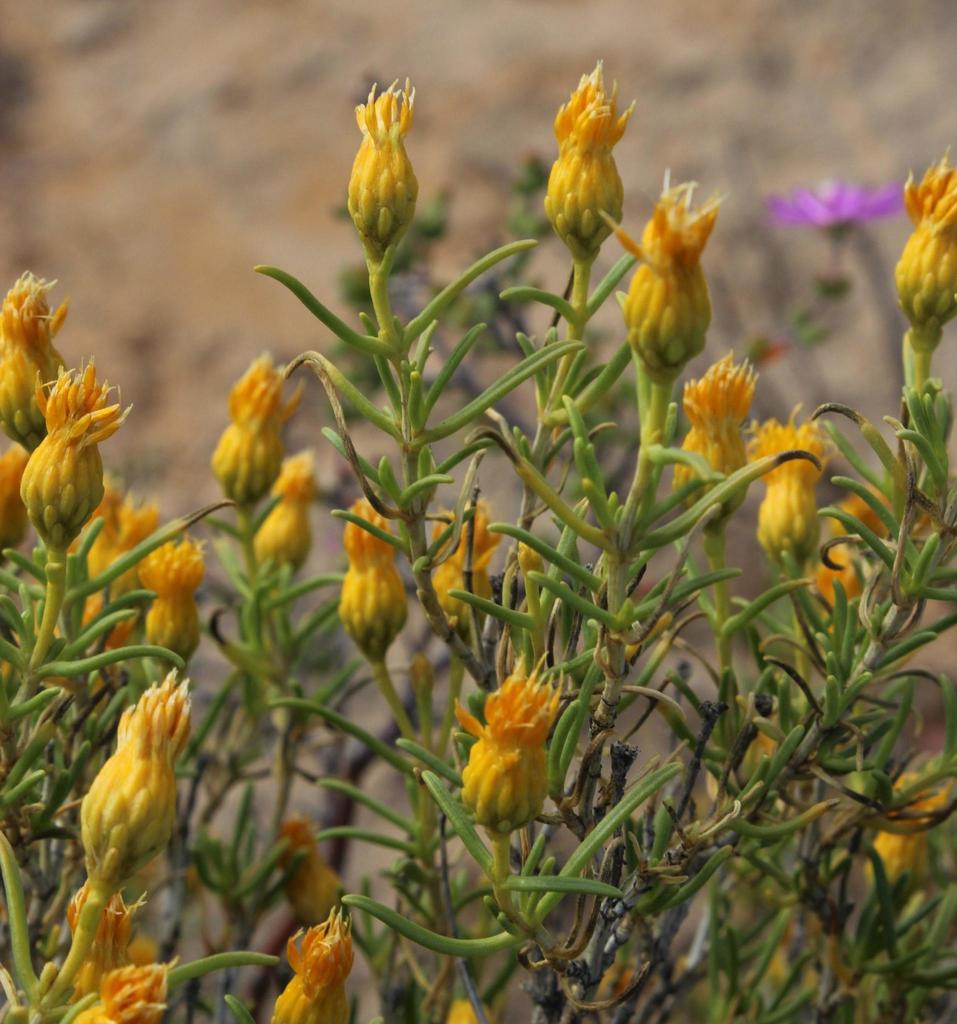 Pale Gumbush