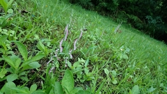 Spiranthes sinensis