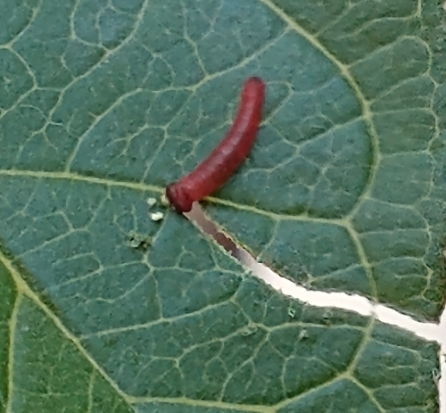 Guava Skipper