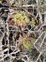 Dudleya cultrata