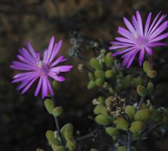 Drosanthemum deciduum