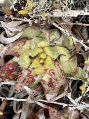 Dudleya cultrata