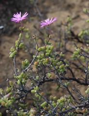 Drosanthemum deciduum