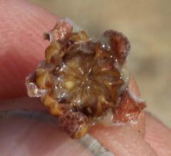 Drosanthemum deciduum