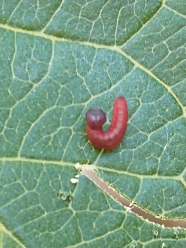 Guava Skipper
