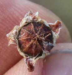 Drosanthemum deciduum