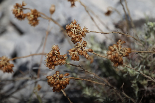 Primorsko smilje (Helichrysum italicum)