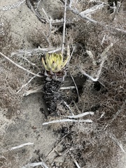 Dudleya cultrata