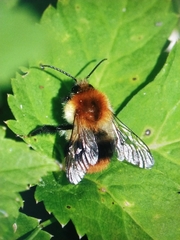 Bombus pascuorum