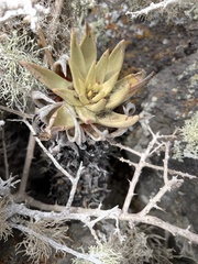 Dudleya cultrata