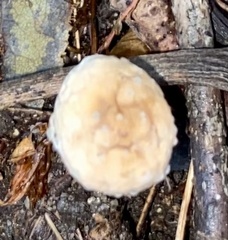 Hypocreaceae