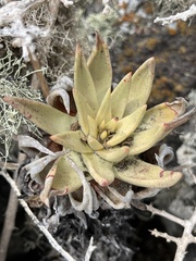 Dudleya cultrata