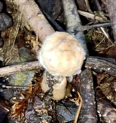 Hypocreaceae
