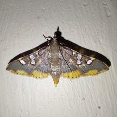 Prophantis adusta