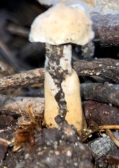 Hypocreaceae