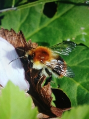 Bombus pascuorum