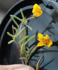 Rhynchopsidium pumilum