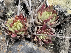 Dudleya cultrata