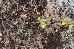 Rhynchopsidium pumilum