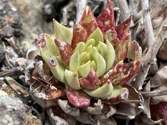 Dudleya cultrata