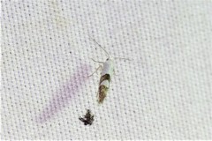 Argyresthia inscriptella