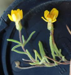 Rhynchopsidium pumilum