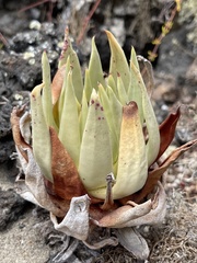 Dudleya cultrata