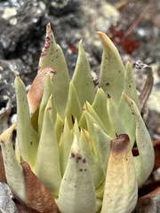 Dudleya cultrata