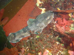 Haploblepharus pictus