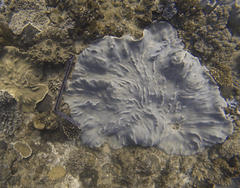 Lobophytum patulum