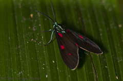 Cyanopepla fastuosa