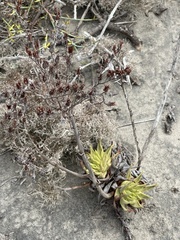 Dudleya cultrata