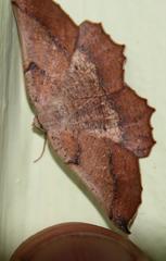 Drepanogynis mixtaria