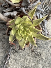 Dudleya cultrata