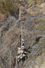Kalanchoe thyrsiflora