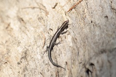 Cryptoblepharus pulcher