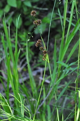 Juncus saximontanus