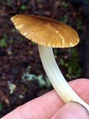 Pluteus romellii