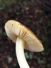 Pluteus romellii