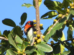 Lybius torquatus torquatus