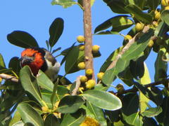 Lybius torquatus torquatus