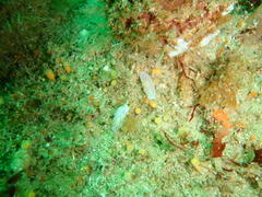 Dermatobranchus albineus