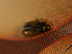 Cercyon unipunctatus