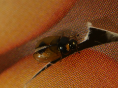 Cercyon unipunctatus